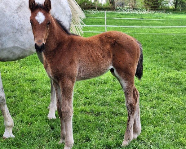 jumper Vincent One (Westphalian, 2024, from Verdi)