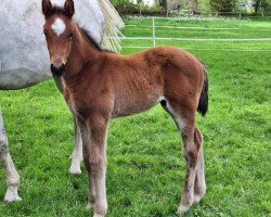 foal Vincent One (Westfale, 2024, from Verdi)