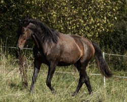 dressage horse Fourty Eight Z (Zangersheide riding horse, 2021, from Flint)