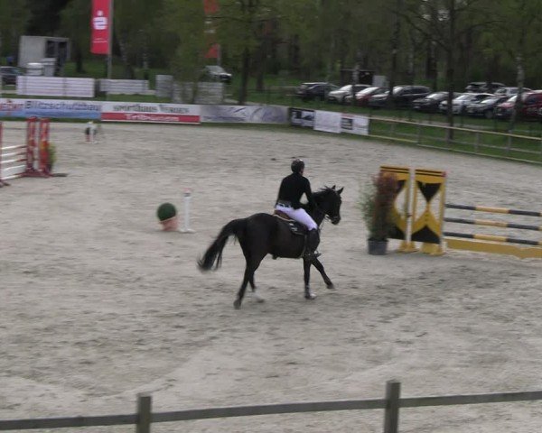 Reitturnier Westergellersen 2024