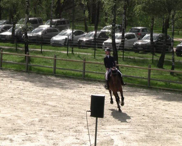 Reitturnier Westergellersen 2024