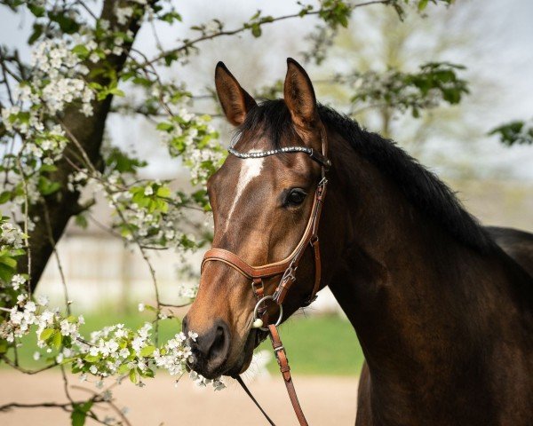 jumper Peter Pan 218 (KWPN (Royal Dutch Sporthorse), 2020, from High Shutterfly)