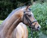 dressage horse Von und zu MV (Westphalian, 2012, from Vitalis)