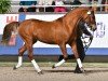 stallion Taaron des Charmes (French Pony, 2007, from Aron N)