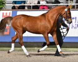 Deckhengst Taaron des Charmes (Französisches Pony, 2007, von Aron N)