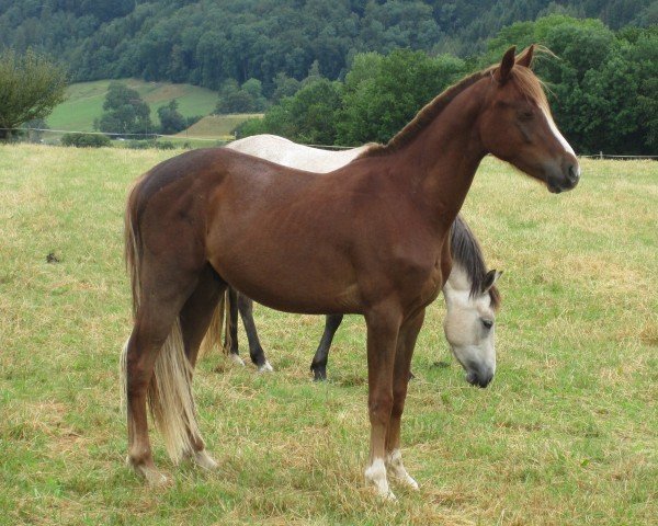 horse Jolan de la Broye (Welsh Partbred, 2012)