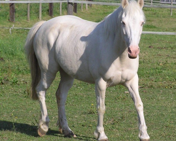 broodmare Prisa (unknown,  , from Riverboy du Verger)