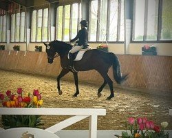 dressage horse Freiherr von Belissaro (Hanoverian, 2017, from Fürst Belissaro)