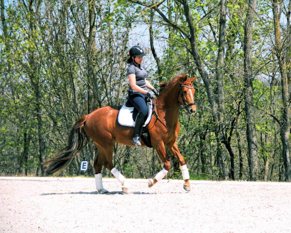 dressage horse Davita M (German Sport Horse, 2015, from Day Dream)