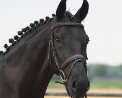 dressage horse San Simeon OLD (Oldenburg, 2010, from Sir Donnerhall I)