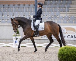 dressage horse Spieglein Spieglein (Westphalian, 2019, from Sir Heinrich OLD)