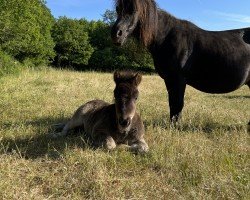 Zuchtstute Peggy Sue (Shetland Pony, 2011, von Oakley)