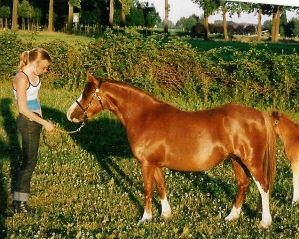 broodmare Lange Voren Naomi (Welsh mountain pony (SEK.A), 1997, from Baledon Hy-Jack)