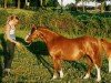 broodmare Lange Voren Naomi (Welsh mountain pony (SEK.A), 1997, from Baledon Hy-Jack)