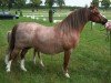 Zuchtstute Langvennen Nannie (Welsh Mountain Pony (Sek.A), 2001, von Rhyd-y-Felin Story)