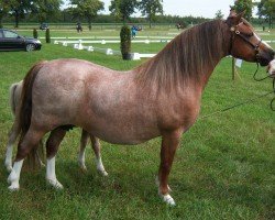 broodmare Langvennen Nannie (Welsh mountain pony (SEK.A), 2001, from Rhyd-y-Felin Story)