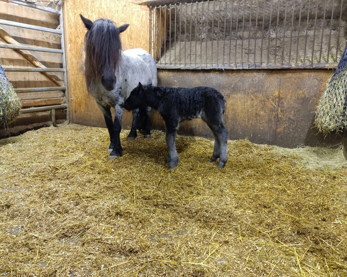 Pferd Grayground Man at Work (Shetland Pony, 2024, von Mr. Blue v.d. Hoorn)
