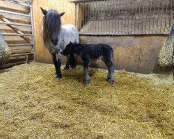 Fohlen von Grayground Man at Work (Shetland Pony, 2024, von Mr. Blue v.d. Hoorn)