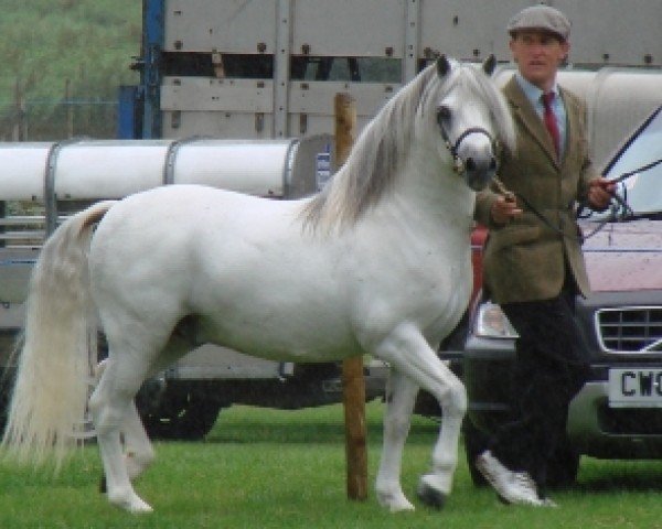 stallion Rhyd-y-Felin Story (Welsh mountain pony (SEK.A), 1995, from Bengad Rush)