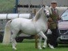 Deckhengst Rhyd-y-Felin Story (Welsh Mountain Pony (Sek.A), 1995, von Bengad Rush)