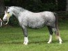 broodmare Langevennen Nina Simone (Welsh mountain pony (SEK.A), 2004, from Langevoren Reuben)