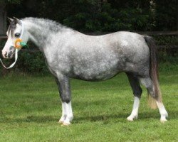 broodmare Langevennen Nina Simone (Welsh mountain pony (SEK.A), 2004, from Langevoren Reuben)