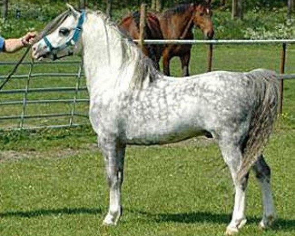 stallion Langevoren Reuben (Welsh mountain pony (SEK.A), 1999, from Bengad Dogberry)