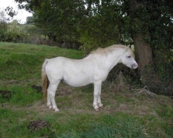 stallion Bengad Dogberry (Welsh mountain pony (SEK.A), 1987, from Bengad Cockscombe)