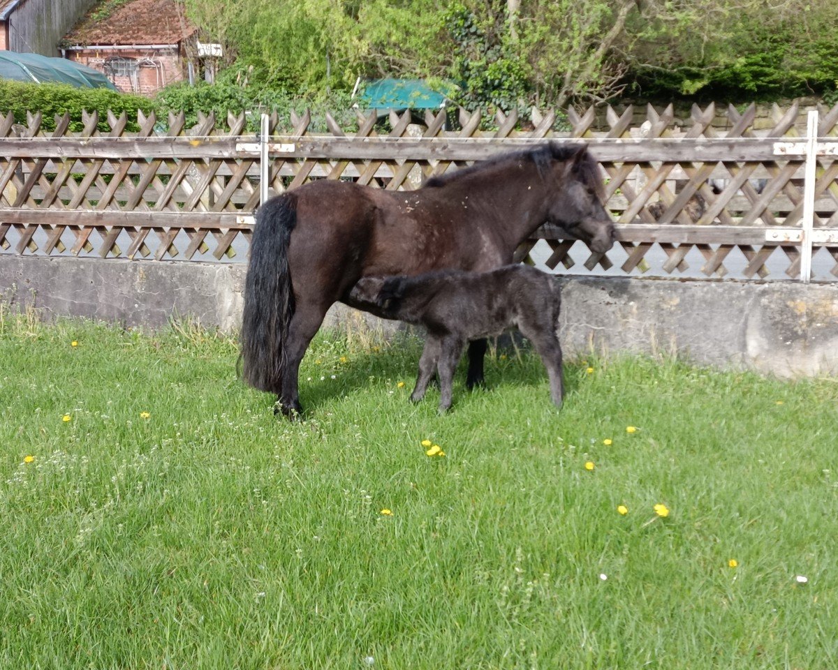 horse Grayground Madness (Shetland Pony, 2024, from Mr. Blue v.d. Hoorn)