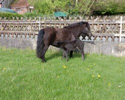 Pferd Grayground Madness (Shetland Pony, 2023, von Mr. Blue v.d. Hoorn)