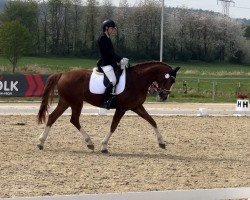 dressage horse Balthasar 59 (German Sport Horse, 2019, from Blue Hors Baron)