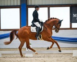 dressage horse Zz Top (Hanoverian, 2020, from Blue Hors Zackerey)