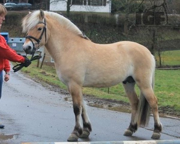 stallion Dylano (Fjord Horse, 2018, from Dylan)