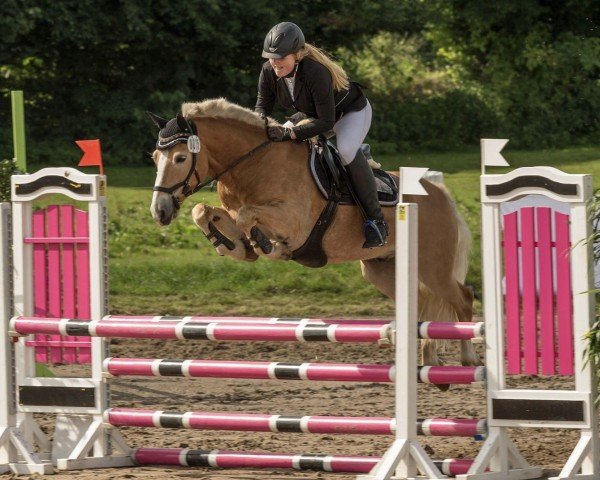 Springpferd Barolo's Bengel Anton (Haflinger, 2007, von Barolo)