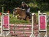 jumper Barolo's Bengel Anton (Haflinger, 2007, from Barolo)