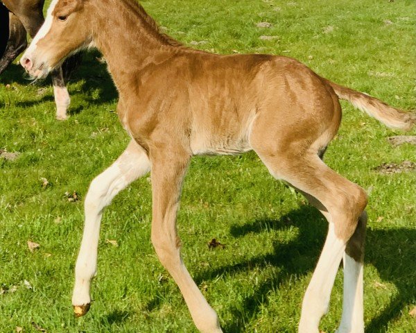 dressage horse Absolut Raspberri i KW (Hanoverian,  , from Almoretto)