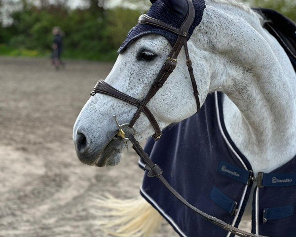 jumper Cayenne CA (Holsteiner, 2013, from Connor 48)