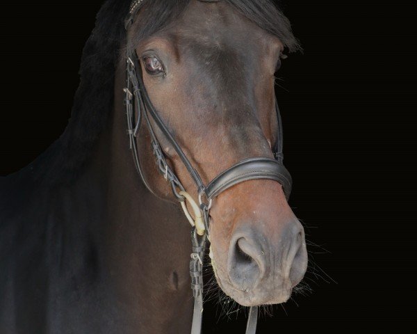 jumper Kanndarco's Kurtchen (German Sport Horse, 2018, from Kanndarco)