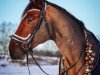 Springpferd Vojumgaards Comet (Dänisches Warmblut, 2012, von Cosmeo)