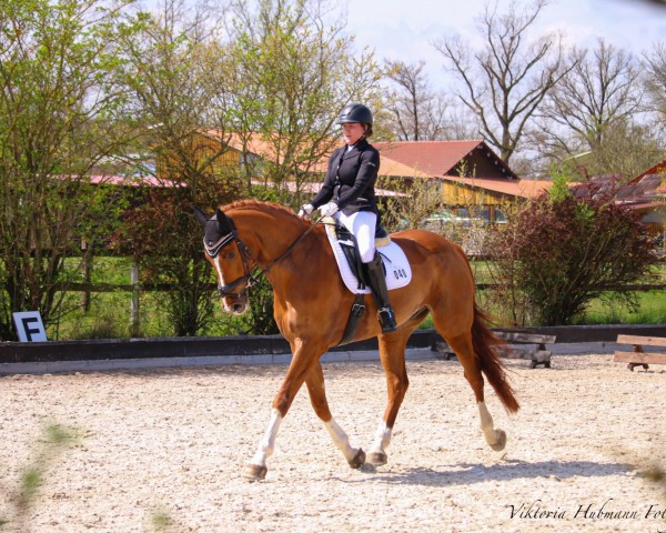 dressage horse Dreamcatcher S (KWPN (Royal Dutch Sporthorse), 2016, from Global Express)