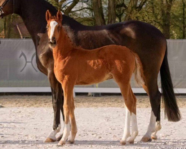 foal by Volcania (Hanoverian, 2024, from Vision)