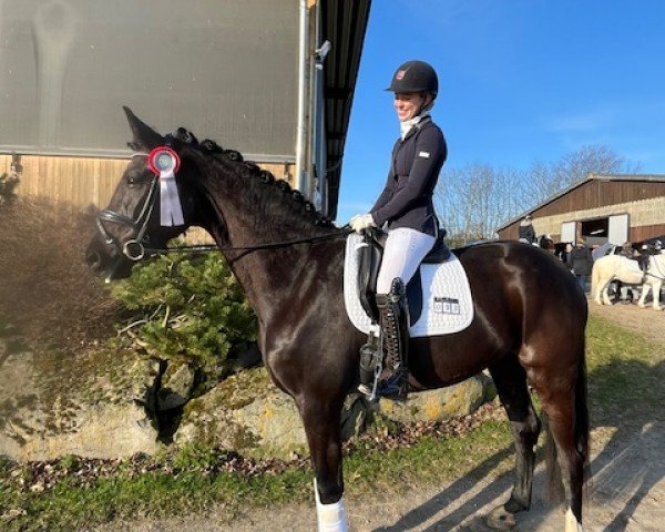 dressage horse San Solina (Rhinelander, 2018, from Secret)