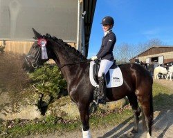 dressage horse San Solina (Rhinelander, 2018, from Secret)