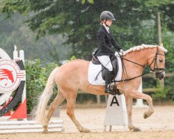 Zuchtstute Adelsprinzessin (Haflinger, 2012, von Adelshüter)