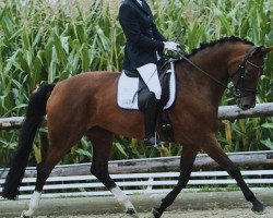 dressage horse Devon Island (Oldenburg, 2010, from Delikat)