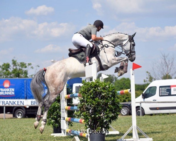 jumper Samson Special (Oldenburg show jumper, 2017, from Special Effect)