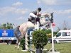 jumper Samson Special (Oldenburg show jumper, 2017, from Special Effect)