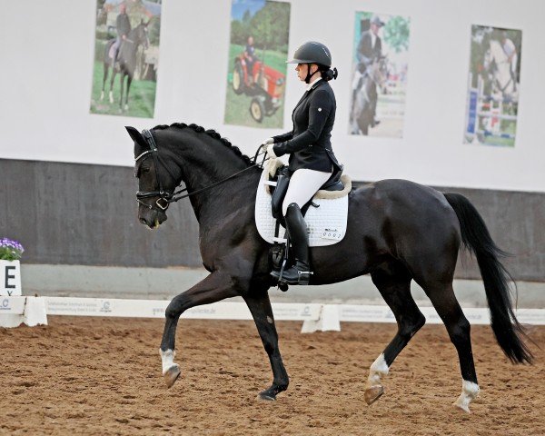 dressage horse Amperico Sb (Hanoverian, 2015, from Ampère)