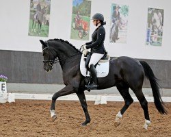 jumper Amperico Sb (Hanoverian, 2015, from Ampère)