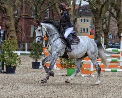 jumper Lamborghini FZ (KWPN (Royal Dutch Sporthorse), 2016, from Zirocco Blue)